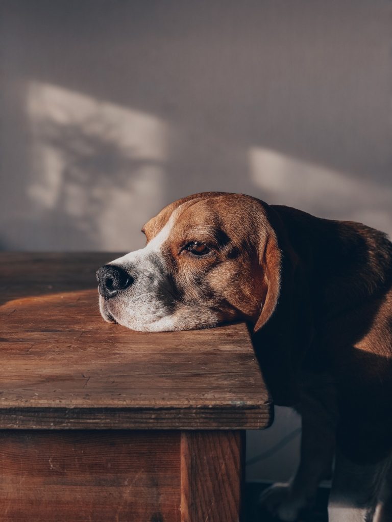 can beagles be left alone