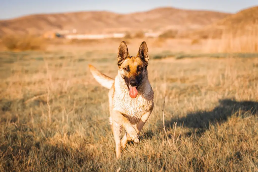 belgian malinois border collie mix