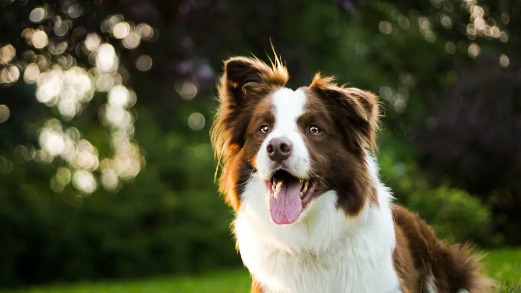 belgian malinois border collie mix