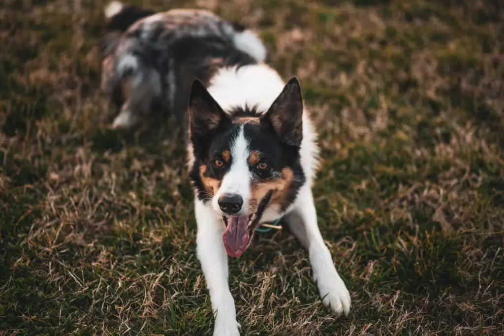 Border Collie Greyhound Mix