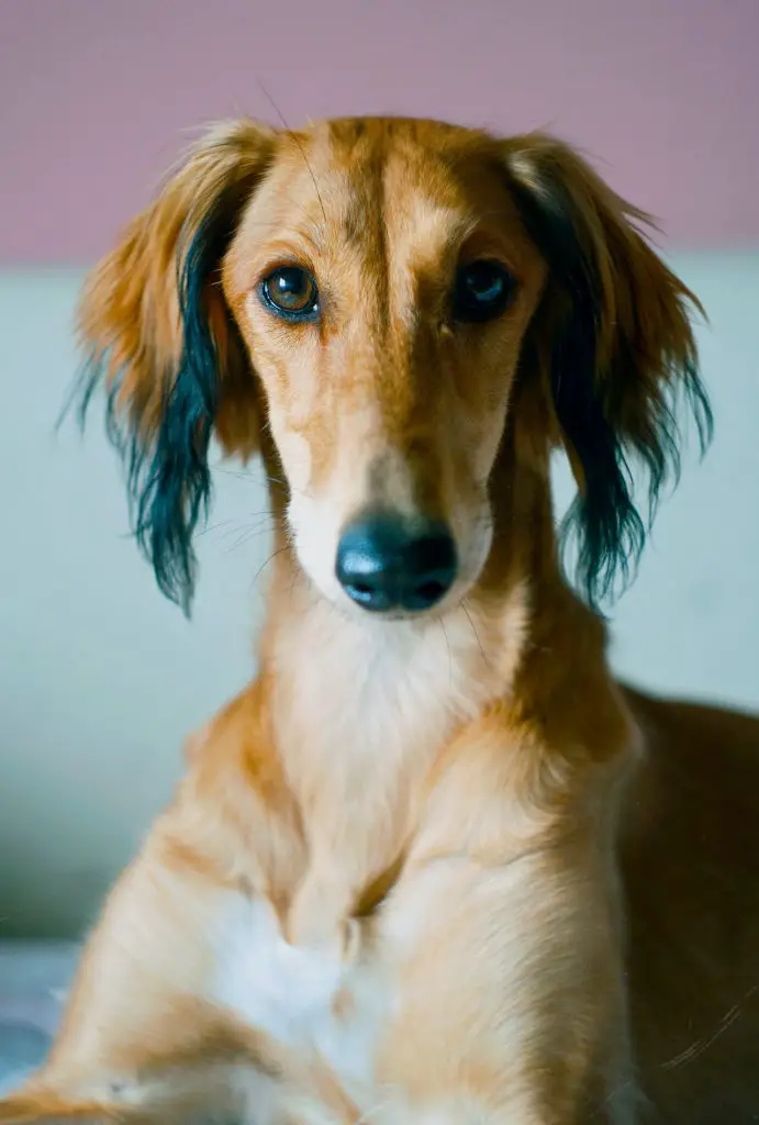 Border Collie Greyhound Mix