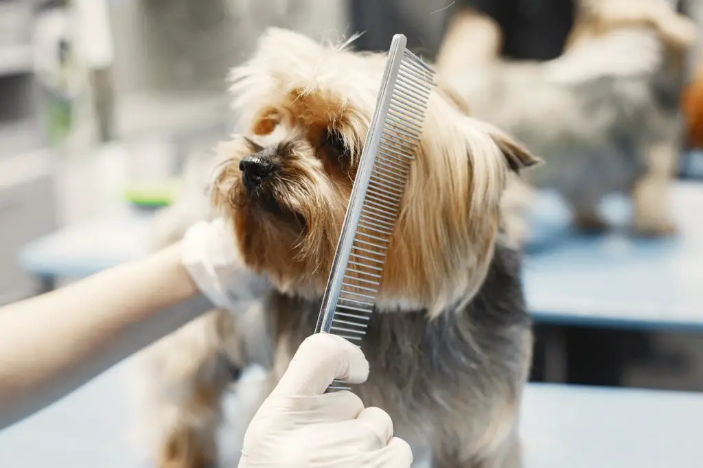 dog sits after grooming