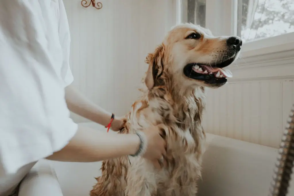 dog sits down after grooming