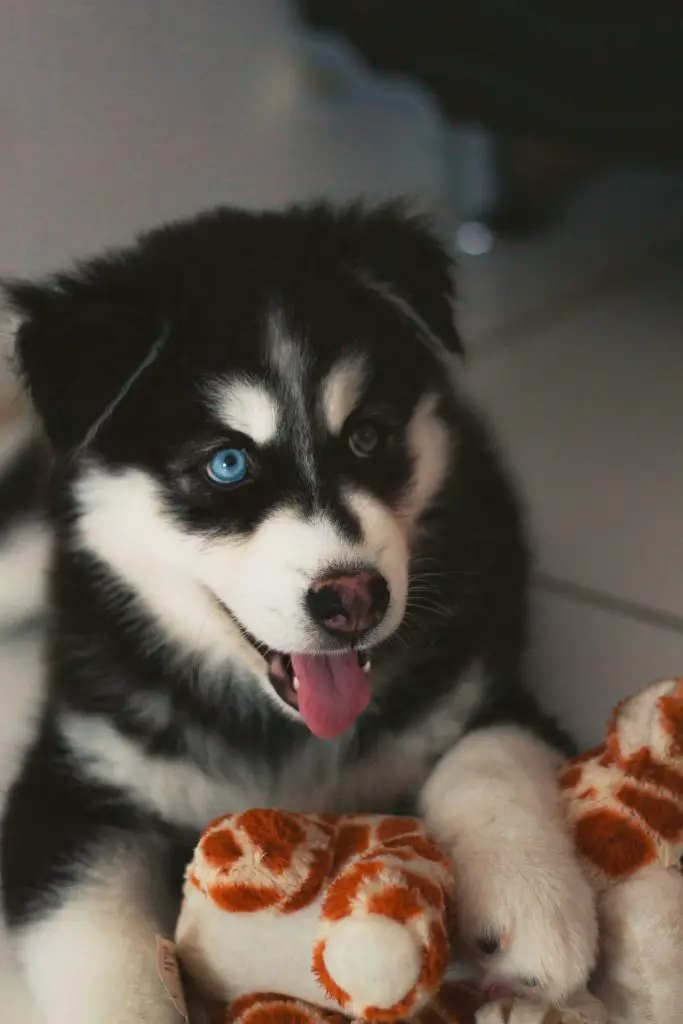 husky teething