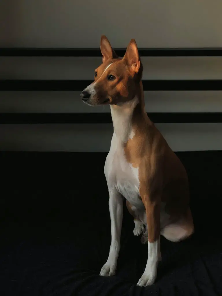 Basenji Border Collie Mix