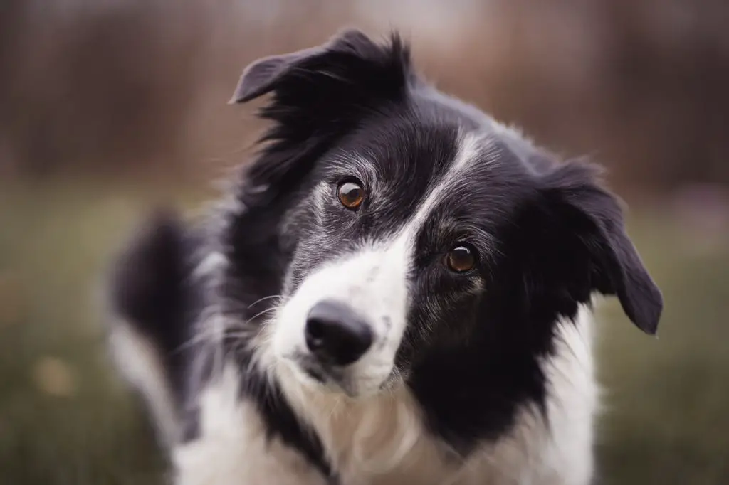 Basenji Border Collie Mix